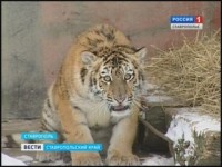 В Ставрополе поселился настоящий уссурийский тигр