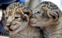 Новорожденных львиц представили общественности в Ставропольском зоопарке