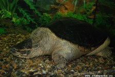 Каймановая черепаха (масса до 30 кг)