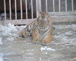 Зоопарк Тигр СТВ